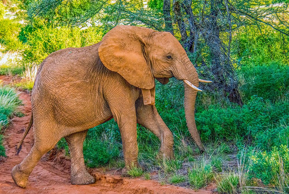 Samburu National Reserve, Kenya. Portrait of young elephant walking through the bushes.